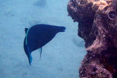 Gomphosus klunzingeri