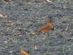 Turdus chrysolaus