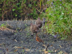 Turdus chrysolaus