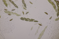 Hysterium angustatum