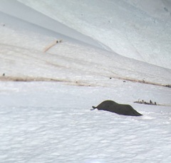 Leptonychotes weddellii