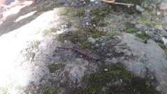 Pseudoeurycea leprosa