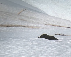 Leptonychotes weddellii