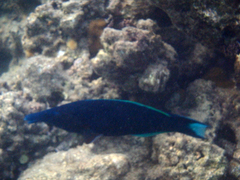 Gomphosus klunzingeri