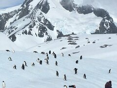 Pygoscelis antarcticus