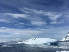 Pygoscelis antarcticus