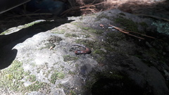 Pseudoeurycea leprosa