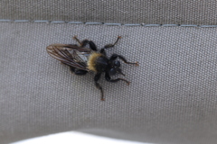 Laphria ephippium
