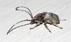 Phloeobius