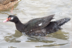 Cairina moschata domestica