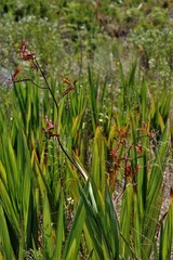 Crocosmia paniculata