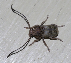 Phloeobius