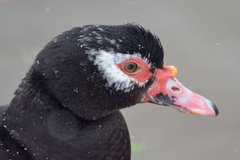Cairina moschata domestica