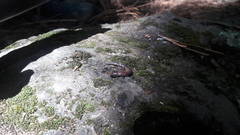 Pseudoeurycea leprosa