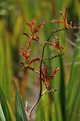 Crocosmia paniculata