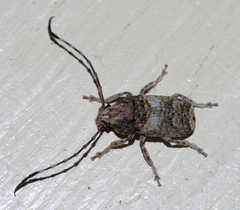 Phloeobius