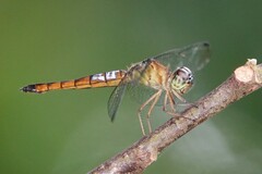 Orchithemis pulcherrima