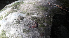 Pseudoeurycea leprosa