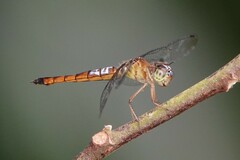 Orchithemis pulcherrima