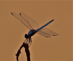Trithemis dorsalis