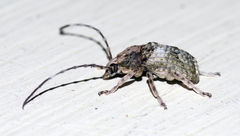 Phloeobius