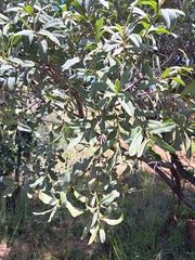 Ozoroa paniculosa