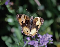 Junonia hierta cebrene