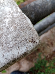 Epocilla
