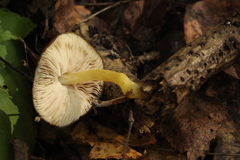 Pluteus romellii