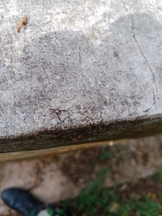 Epocilla