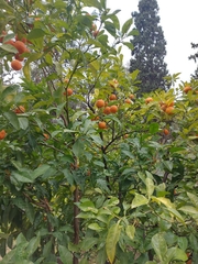 Prunus armeniaca