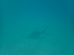 Trachinotus baillonii