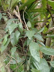 Ficus sarmentosa nipponica