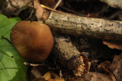 Pluteus romellii