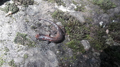 Pseudoeurycea leprosa