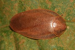 Pseudophoraspis nebulosa