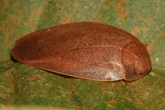 Pseudophoraspis nebulosa