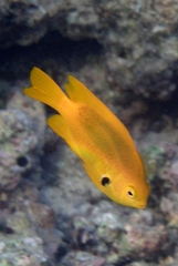 Pomacentrus sulfureus