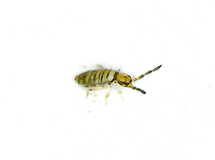 Collembola