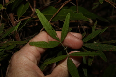 Zieria euthadenia