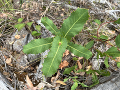 Hakea amplexicaulis