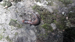 Pseudoeurycea leprosa