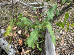 Hakea amplexicaulis