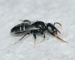 Perdita ignota