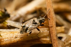 Nysius huttoni