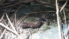 Pseudoeurycea leprosa