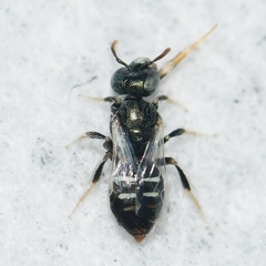 Perdita ignota