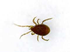 Parasitiformes