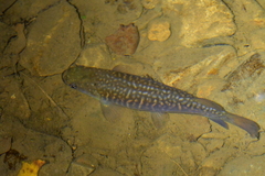 Galaxias argenteus
