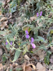 Hypoestes cumingiana